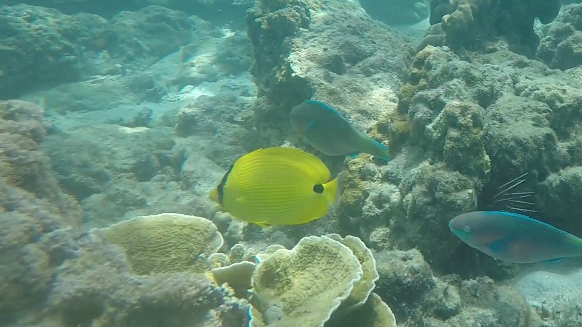andaman butterflyfish Chaetodon andamanensis (2)