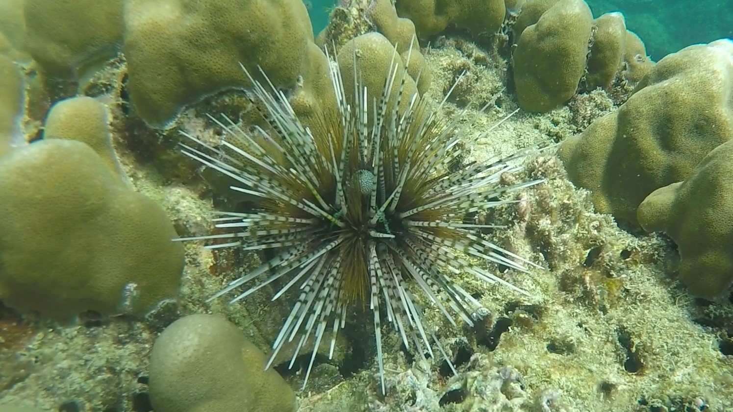 Banded Sea Urchin _Echinothrix calamaris 1 (2)