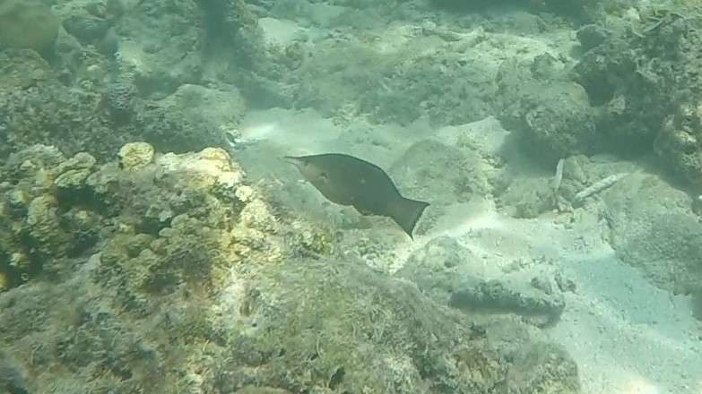 Bird wrasse Gomphosus varius (2)