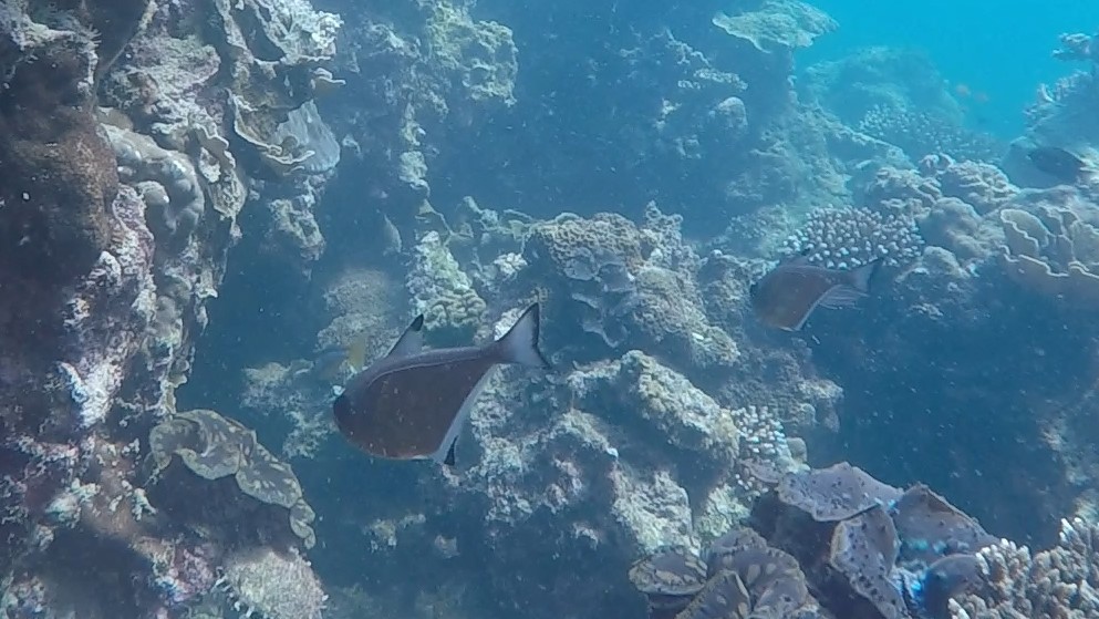 Vanikoro Sweeper _ Pempheris vanicolensis