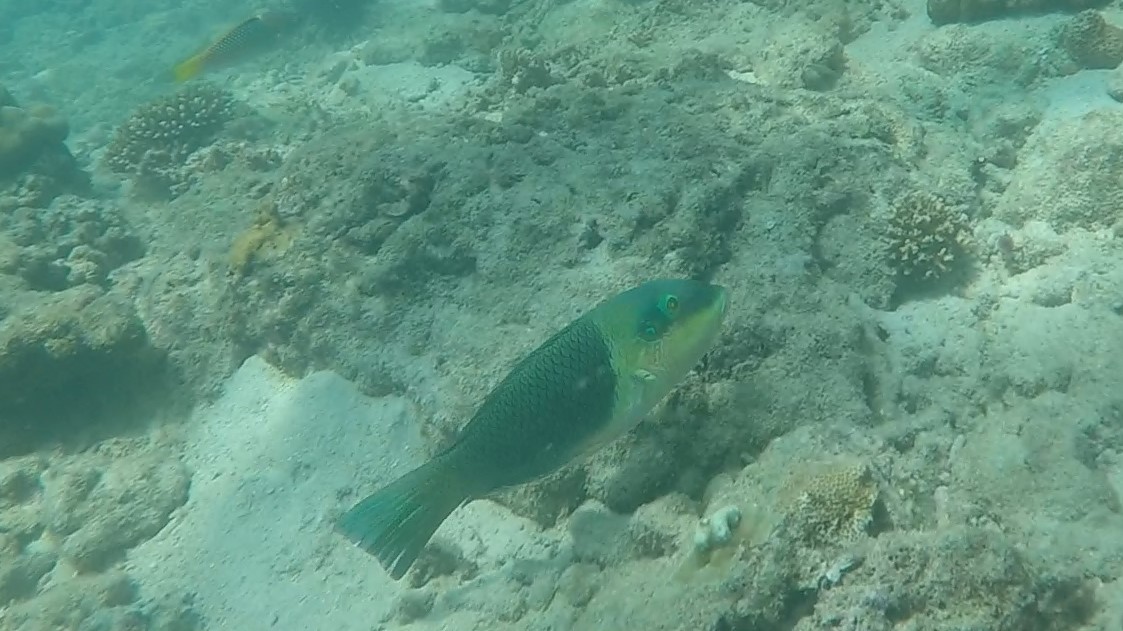 Blackeye Thicklip Wrasse _Hemigymnus melapterus 2 (2)