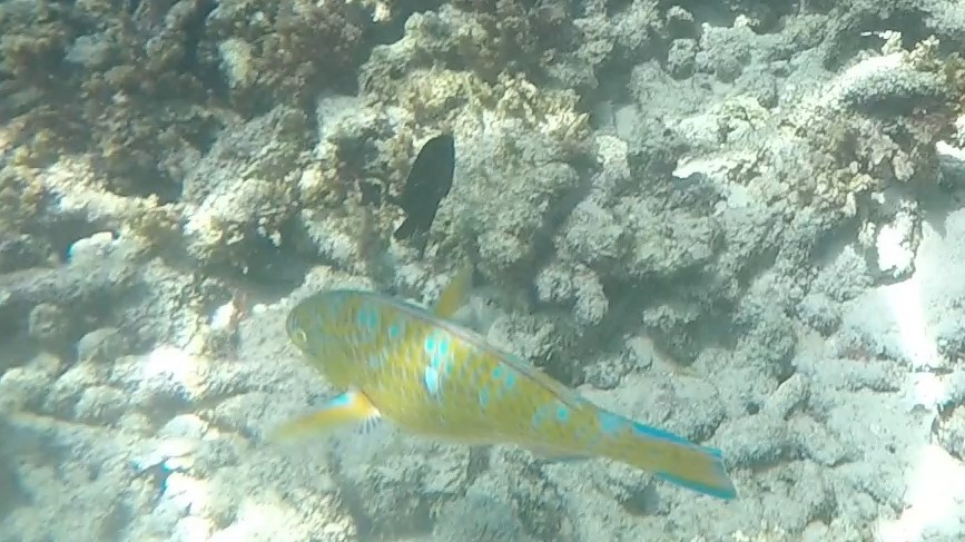 Blue-Barred Parrotfish _ Scarus ghobban 1 (2)