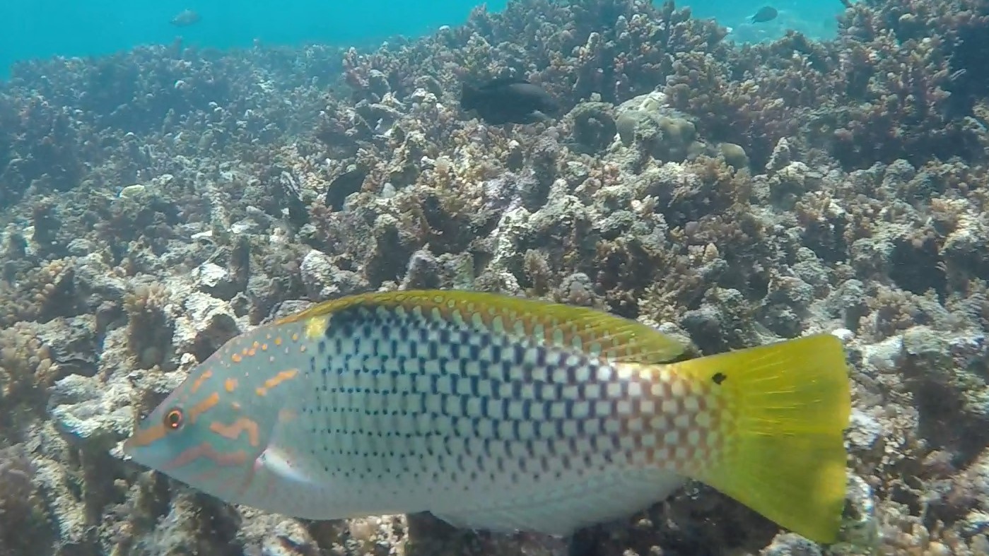 Chekerboard wrasse _ Halichoeres hortulanus 1 (2)