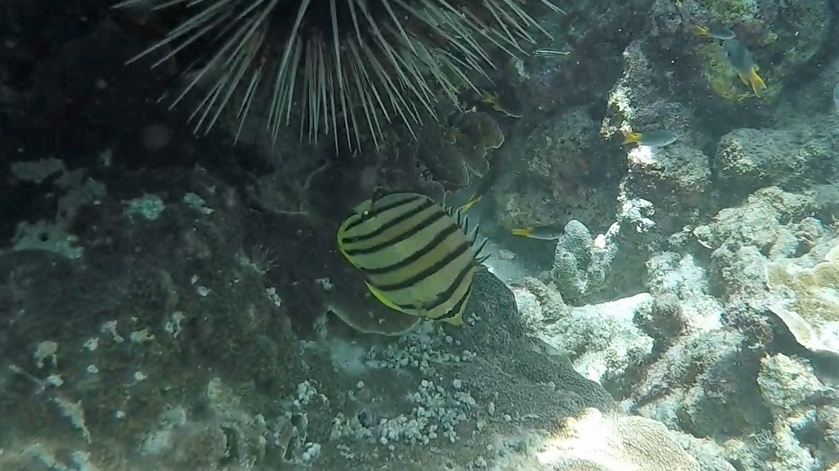 Eight banded Butterflyfish _ Chaetodon octofasciatus 1 (2)