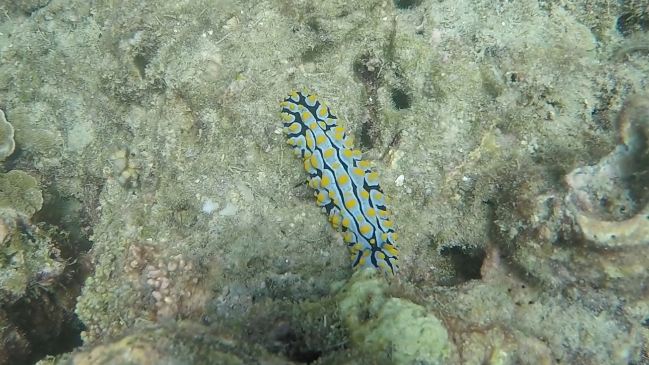 Fried Egg Nudibranch _ Phyllidia varicosa (2)