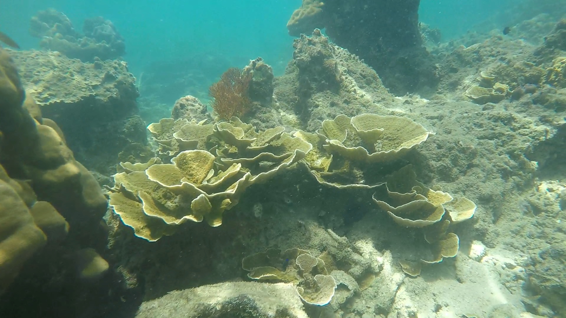 Funnel coral _ Montipora capricornis 1