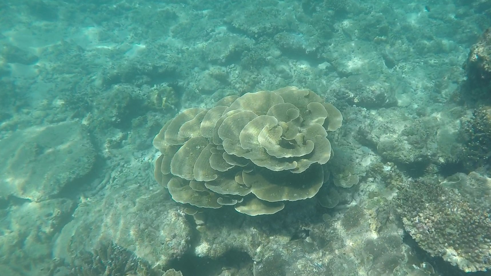 Funnel coral _ Montipora capricornis 2 (2)