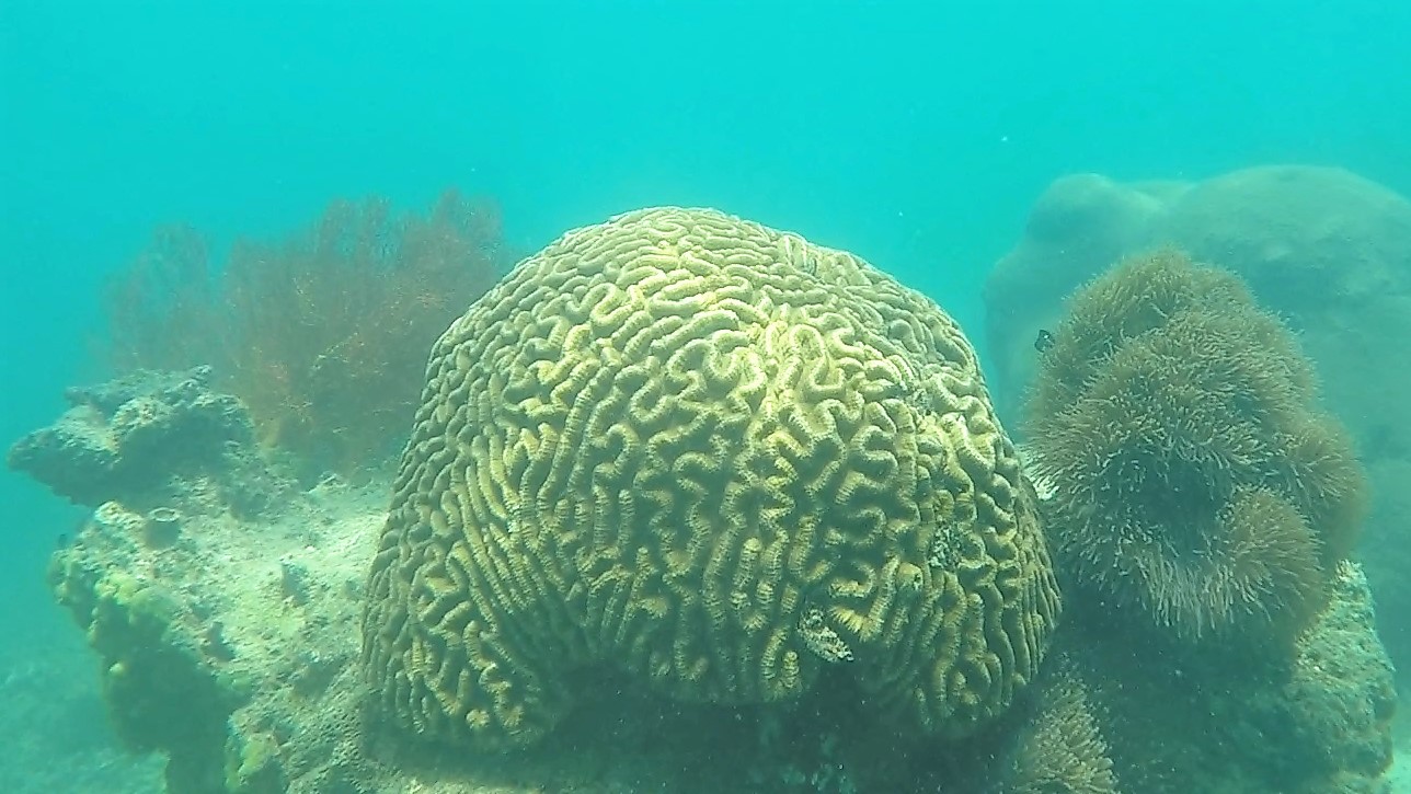 Giant brain coral ai 1 (2)