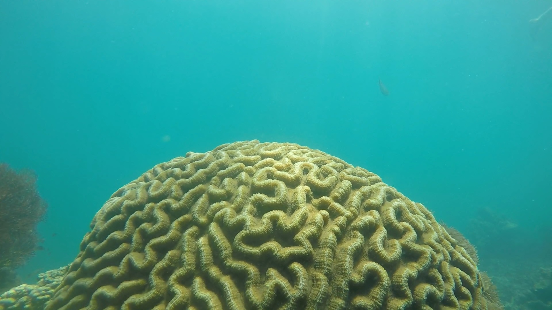 Giant brain coral ai 2