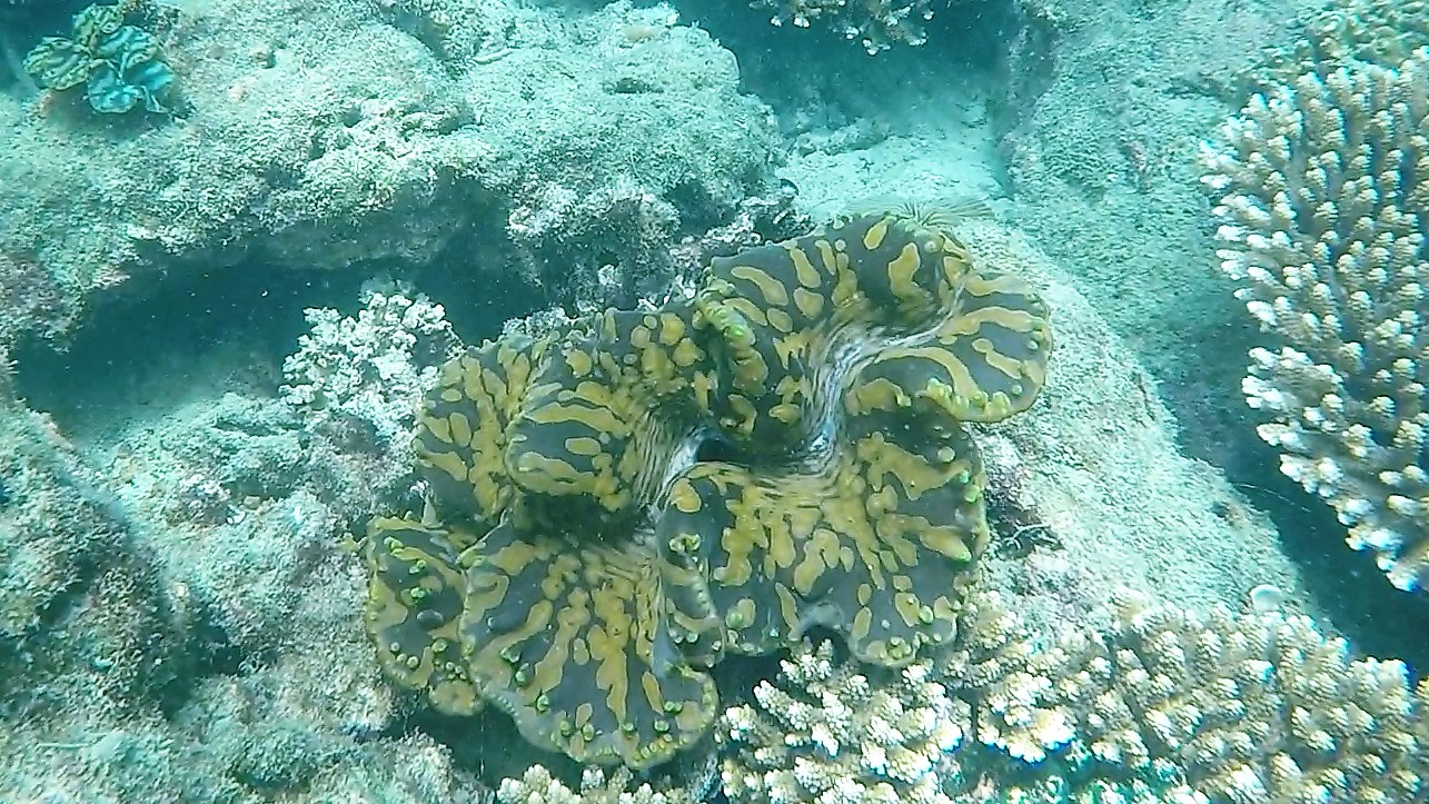 Giant clam _ Tridacna sp 1 (2)