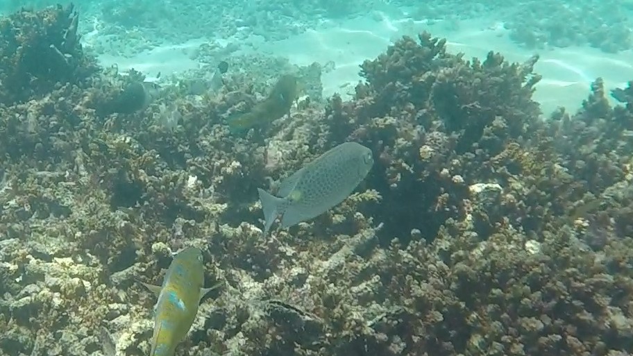 Golden-lined Spinefoot _ Siganus lineatus 1 (2)