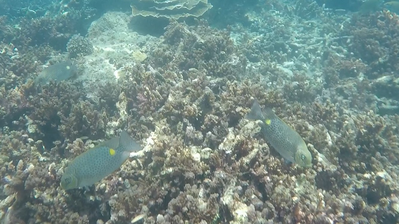 Golden-lined Spinefoot _ Siganus lineatus 2 (2)