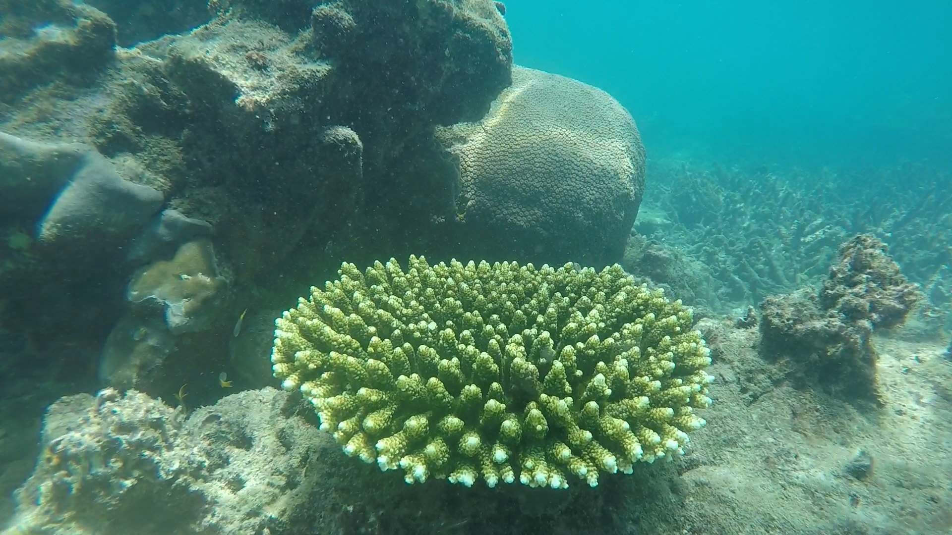 Green table coral _ Acropora millepora 2