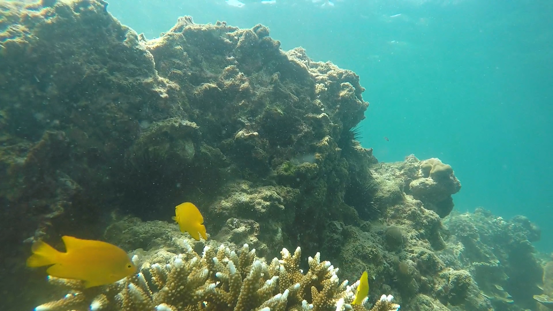 lemon damselfish Pomacentrus moluccensis 1