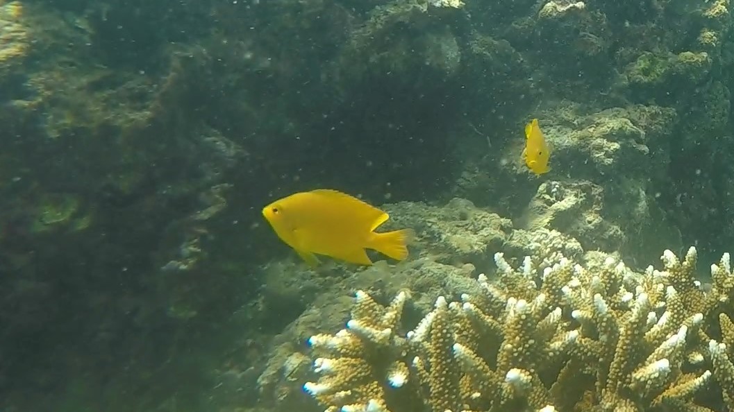 lemon damselfish Pomacentrus moluccensis 2 (2)