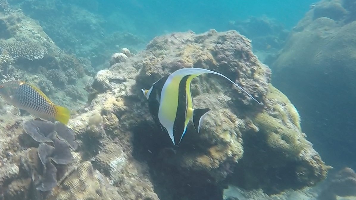Moorish Idol _ Zanclus cornutus 1 (2)