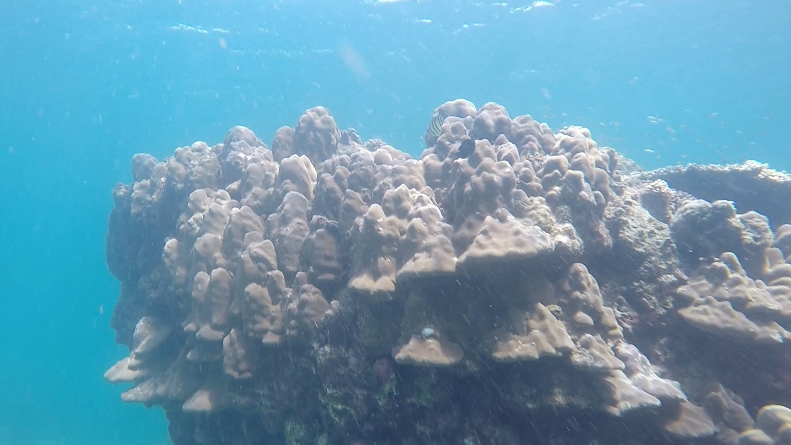 Mountain or Hump coral _ Porites lutea 1 (2)