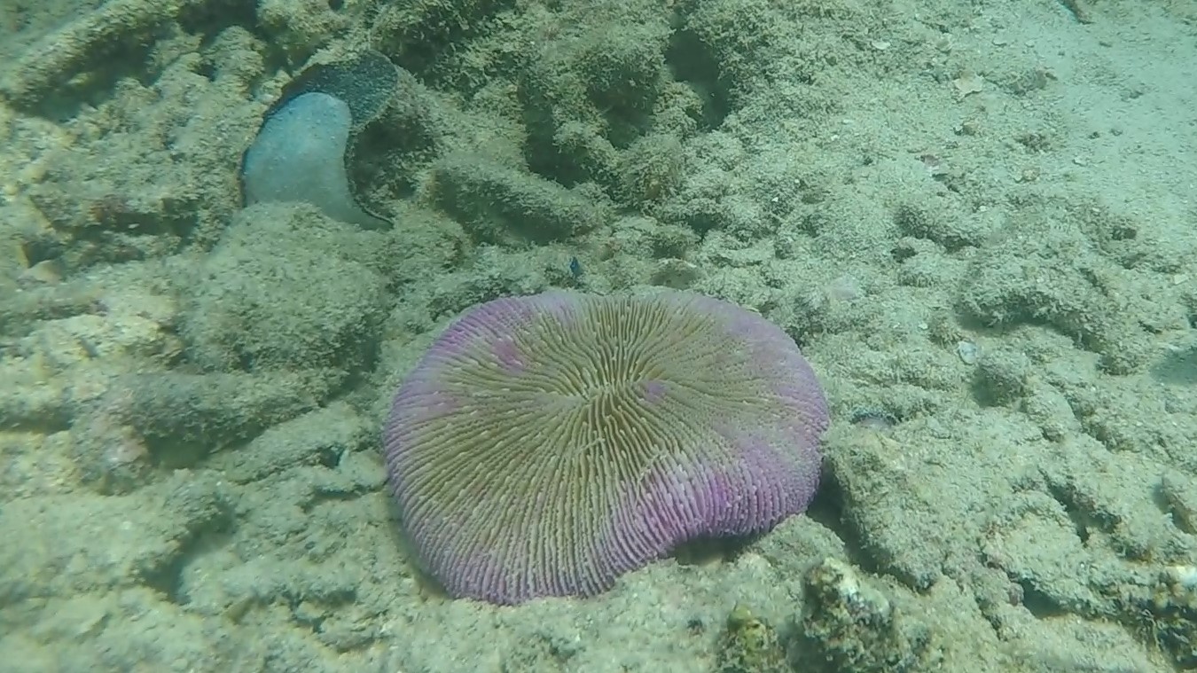 Mushroom coral _ Fungia fungites 1 (2)
