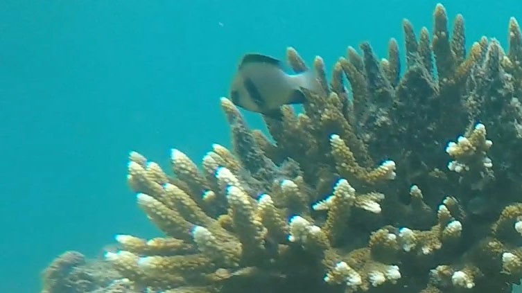 Reticulate Dascyllus _ Dascyllus reticulatus 1 (2)