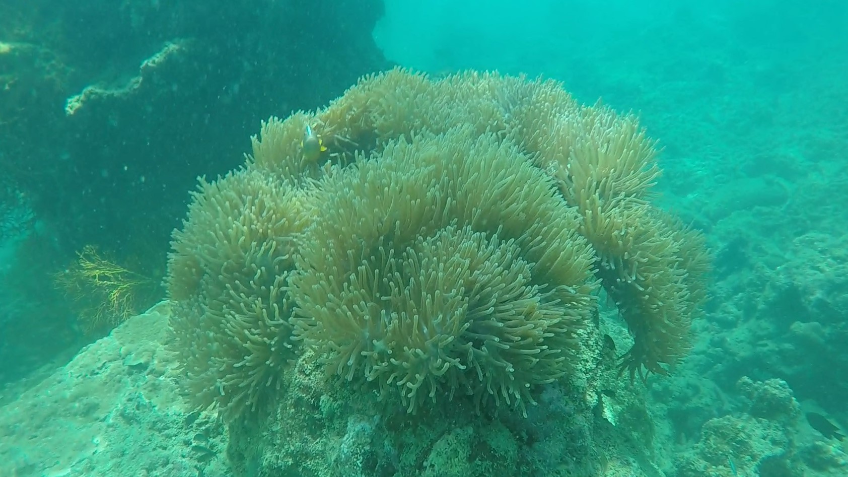 Sea Anemone _ Heteractis magnifica 1 (2)