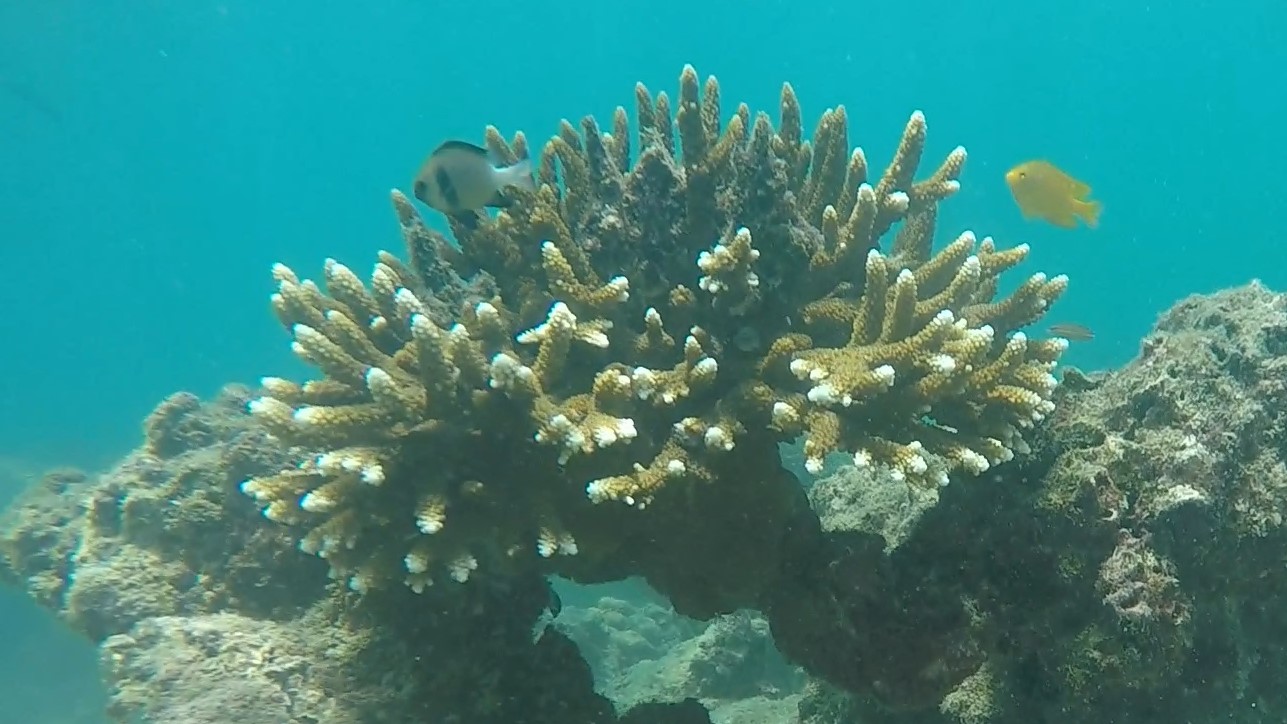 Staghorn Coral _ Acropora formosa 1 (2)