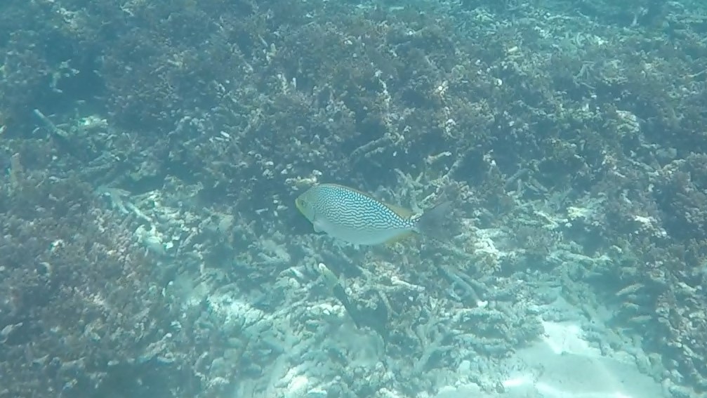 Streaked spinefoot _ Siganus javus 3 (2)