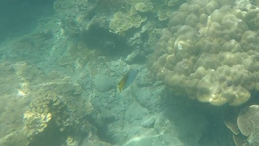 Threadfin Butterflyfish _ Chaetodon auriga 1 (2)