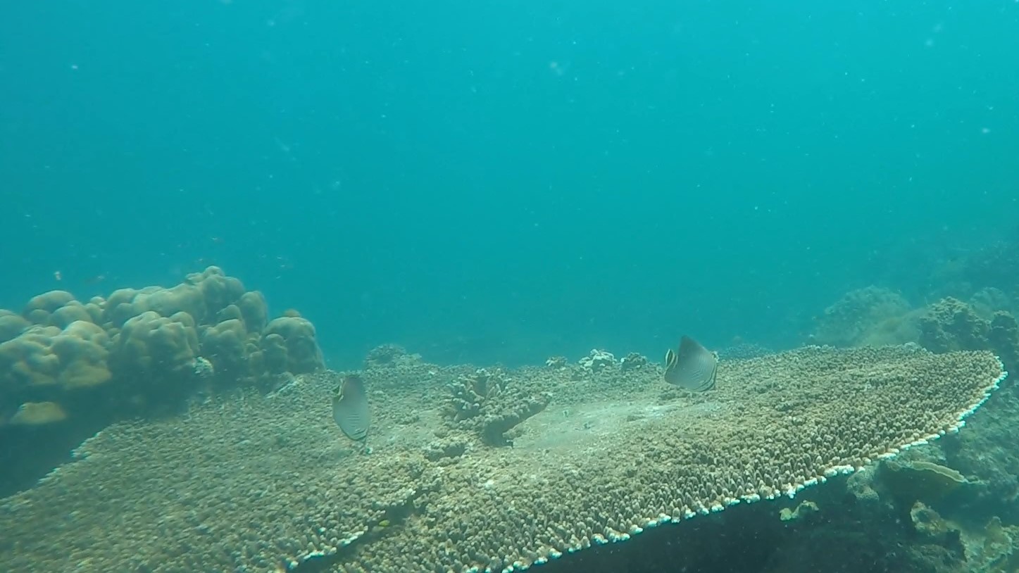 Tringle butterflyfish _ Chaetodon triangulum on table coral (2)