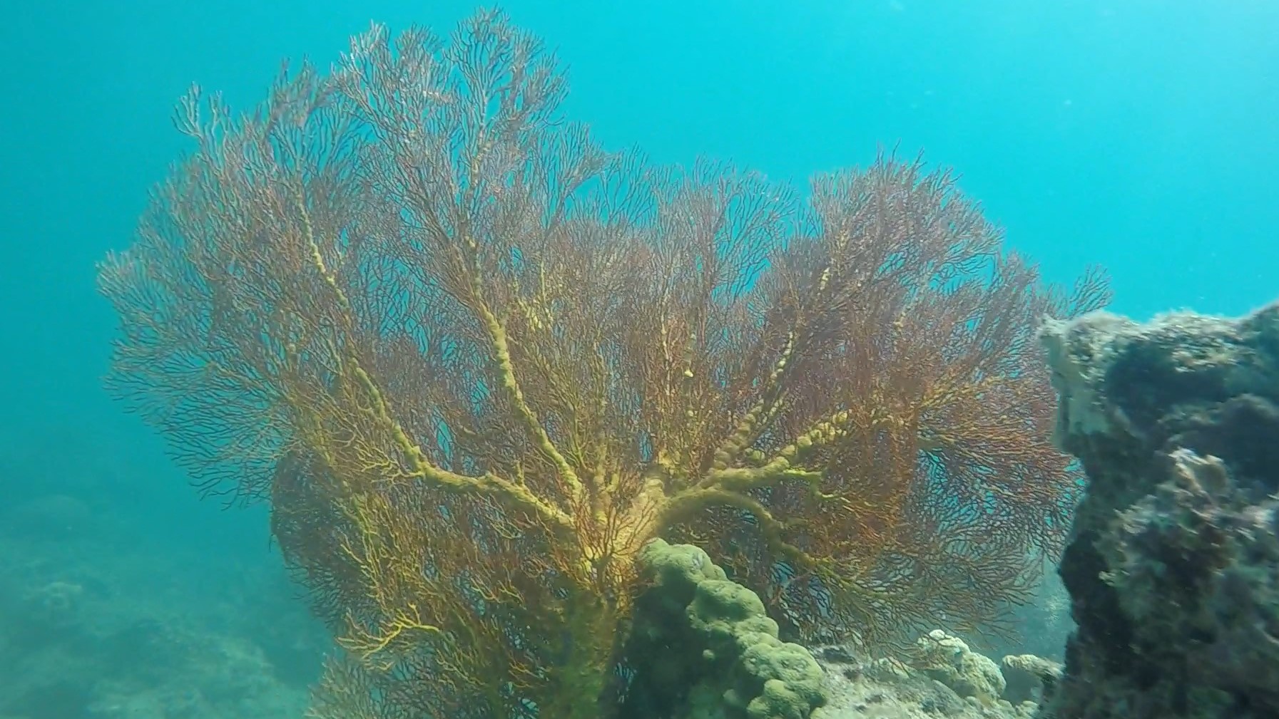 Yellow knotted fan _ Melithaea ochracea 1 (2)