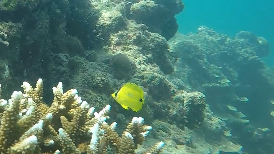 young andaman butterflyfish Chaetodon andamanensis ai (3)