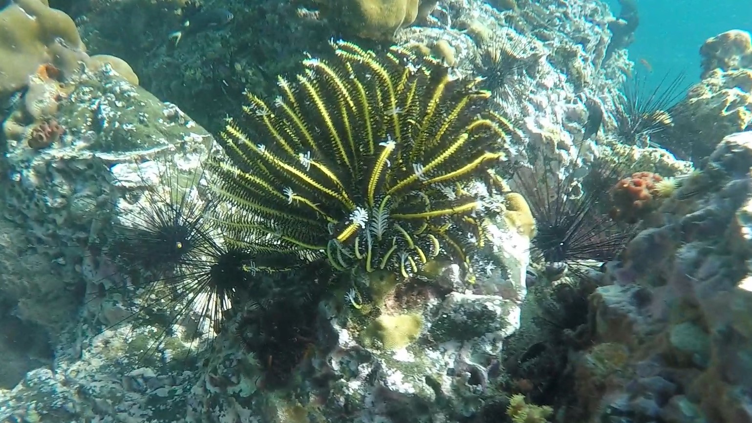 Feather star like 02 (2)