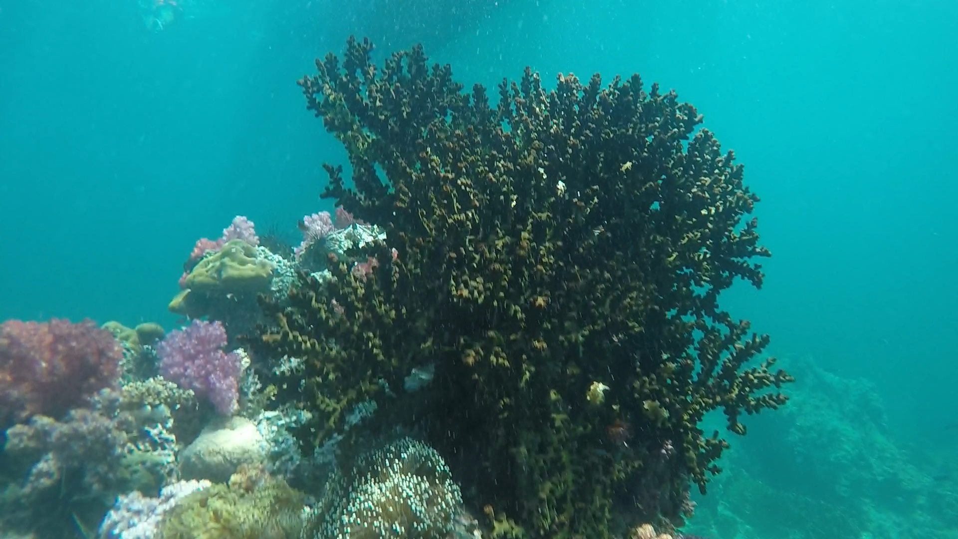 Green cup coral _ Tubastrea micrantha 02