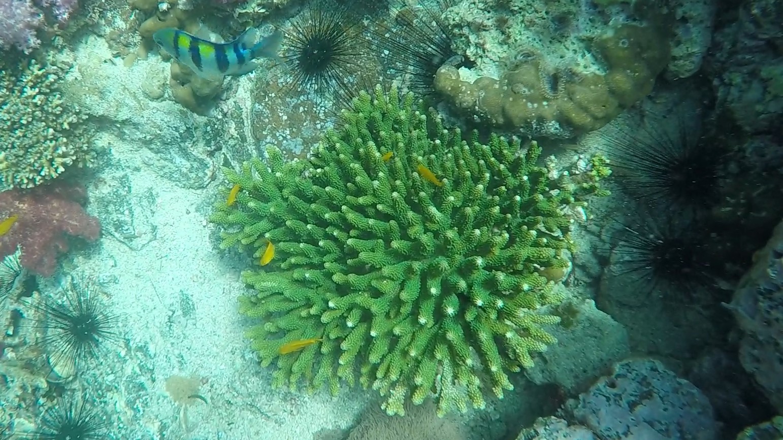 green finger coral _ Acropora humilis 01 (2)