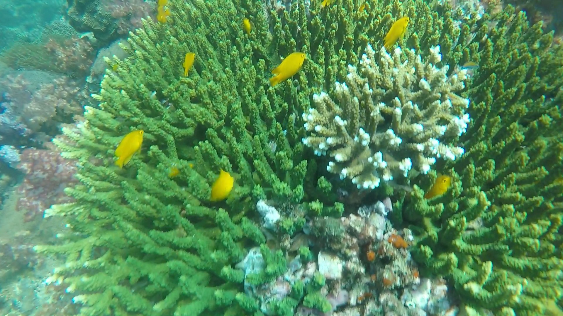 green table coral and lemon wrasse 01