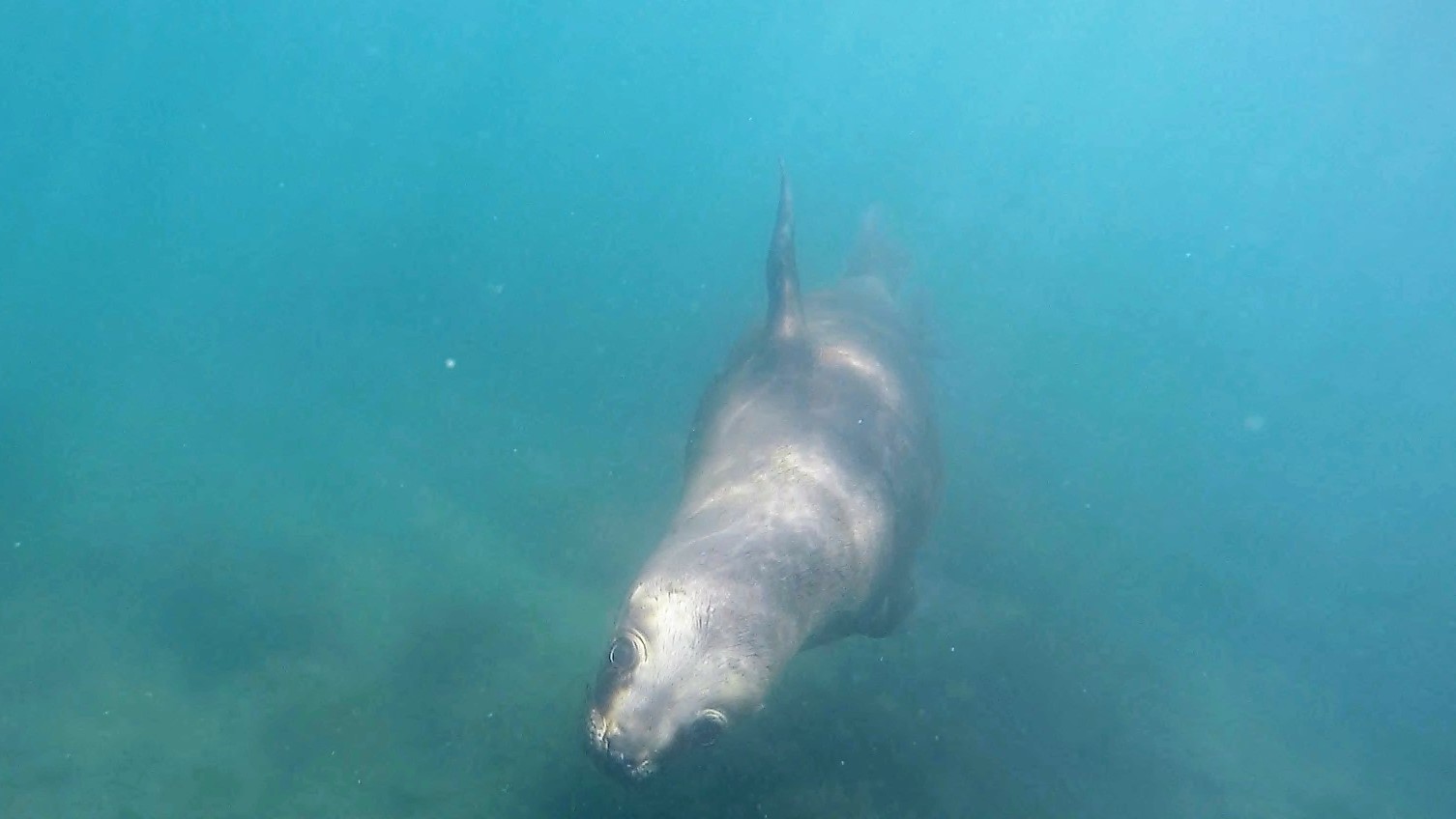 Lobo marino_ Otaria flavescens a07 (2)