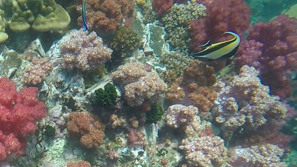 Moorish Idol _ Zanclus cornutus 01 (2)