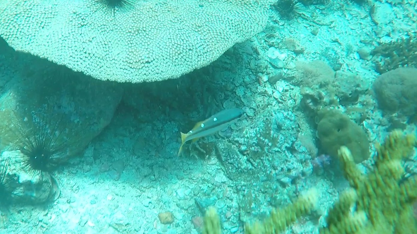 Two-spot banded snaper _ Lutjanus biguttatus 01 (2)