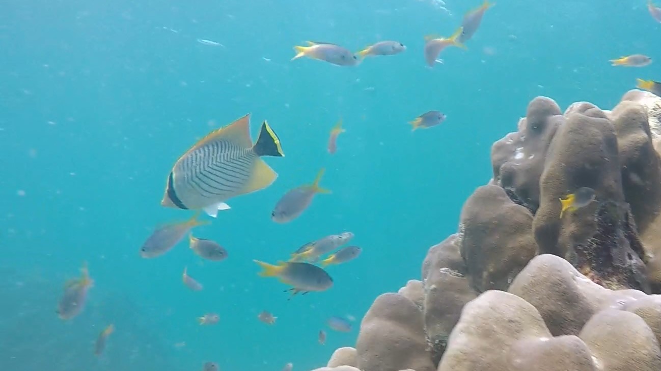 Chevron butterflyfish Chaetodon trifascialis (2)