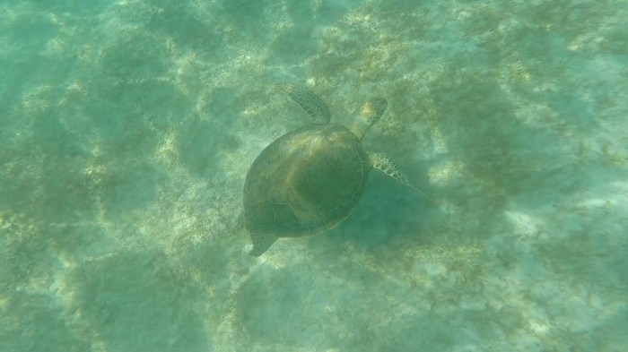 Akumal _ Guaranteed turtle watching – World Thru Mask