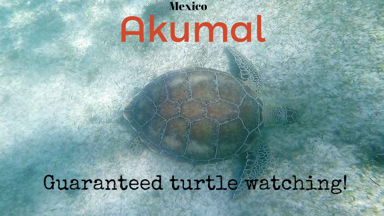 Green Sea Turtle _ Chelonia mydas 07 (3)