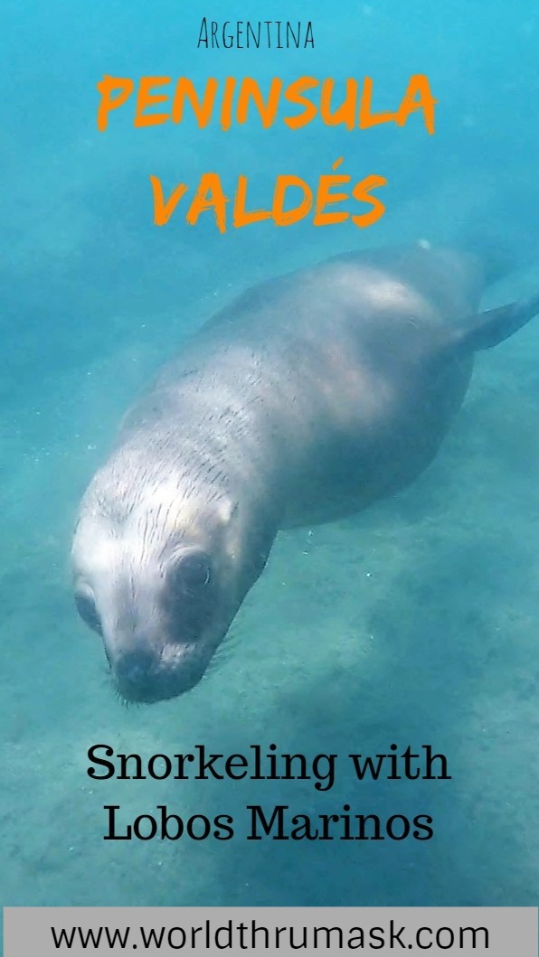 Peninsula Valdes Lobos Marinos Pin