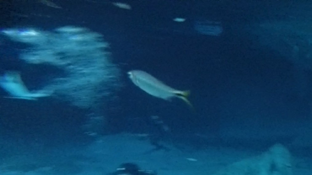 Yucatan Tetra _ Astyanax altior 01 (2)