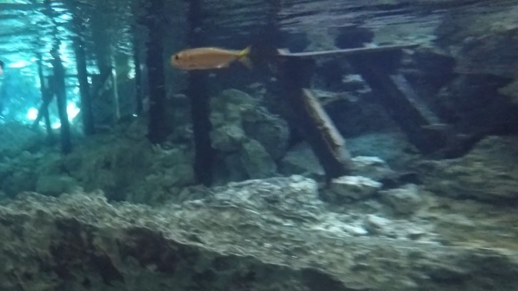 Yucatan Tetra _ Astyanax altior 03 (2)